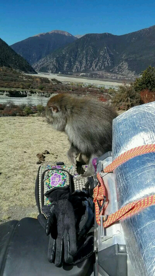 冬行川藏线1～偶遇野生藏猕猴