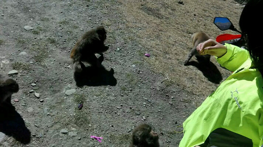 冬行川藏线1～偶遇野生藏猕猴