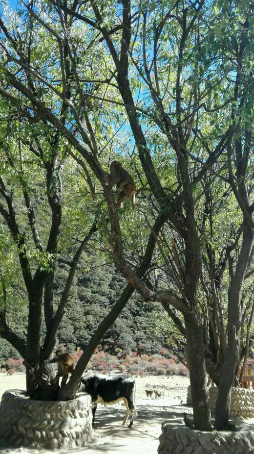 冬行川藏线1～偶遇野生藏猕猴