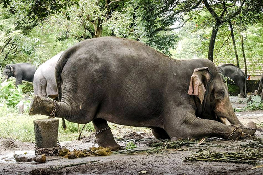 骑大象的背后，是你不曾了解的触目惊心！-泰国