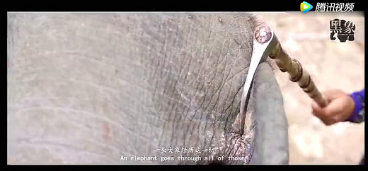 骑大象的背后，是你不曾了解的触目惊心！-泰国