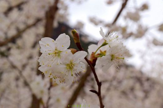 春天来了，你看它们笑得多灿烂……