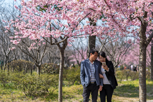 5000株樱花，这是上海初春最美的公园