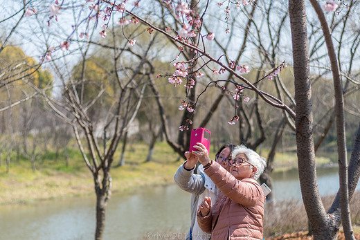 5000株樱花，这是上海初春最美的公园