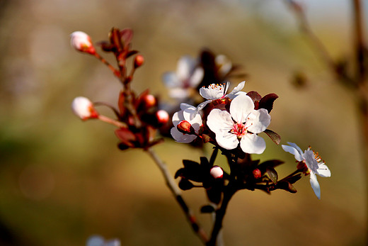 春暖花开 心花怒放