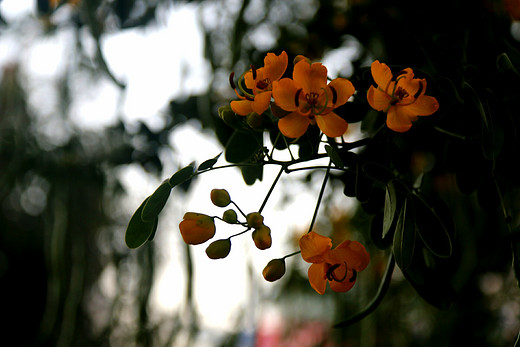 春暖花开 心花怒放