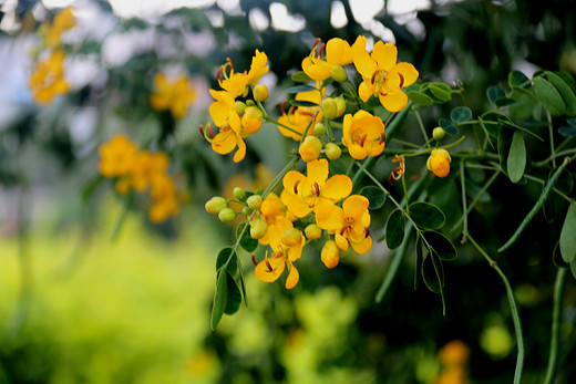 春暖花开 心花怒放