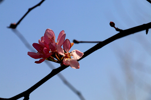 春暖花开 心花怒放