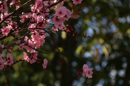 春暖花开 心花怒放