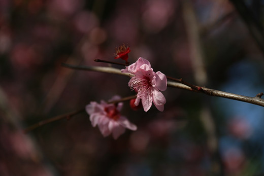 春暖花开 心花怒放