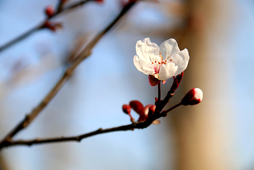 春暖花开 心花怒放