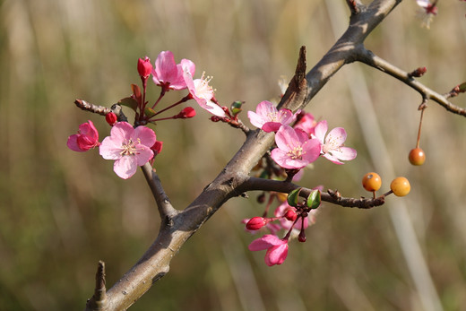 春暖花开 心花怒放