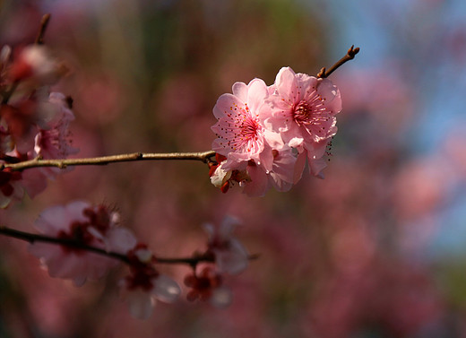 春暖花开 心花怒放