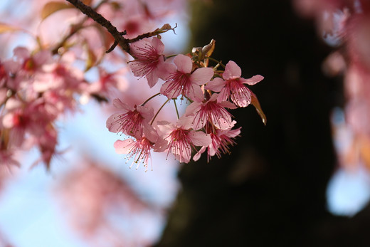 春暖花开 心花怒放