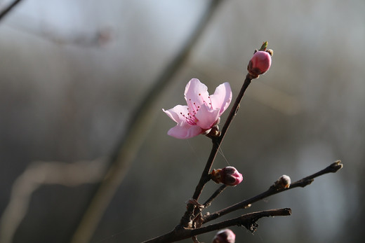 春暖花开 心花怒放