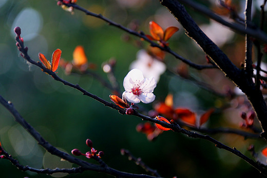 春暖花开 心花怒放