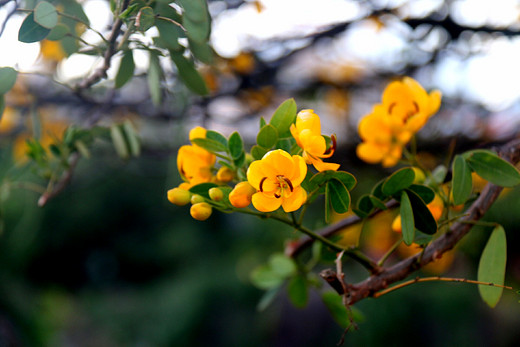 春暖花开 心花怒放