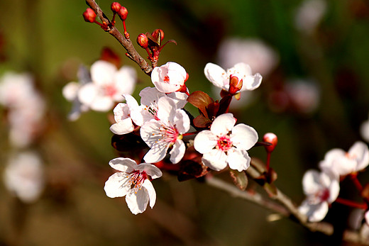 春暖花开 心花怒放