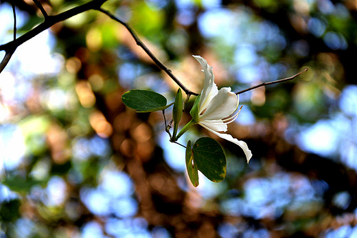 春暖花开 心花怒放