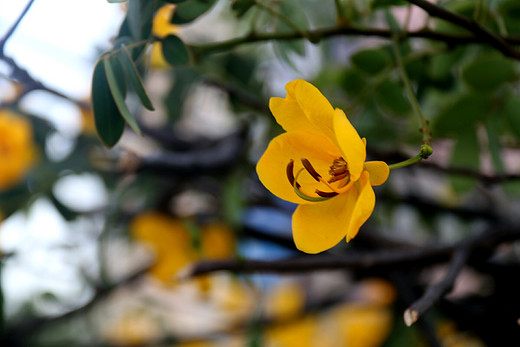 春暖花开 心花怒放