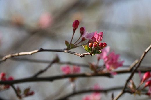 春暖花开 心花怒放