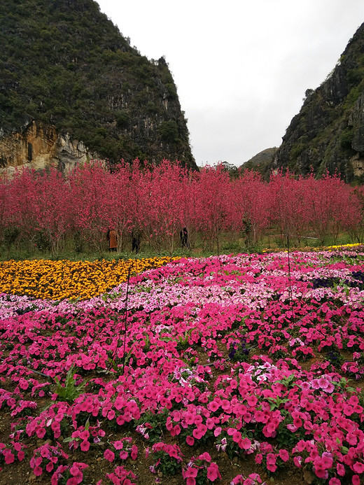 桃花的记忆