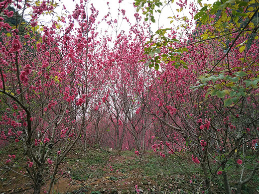 桃花的记忆