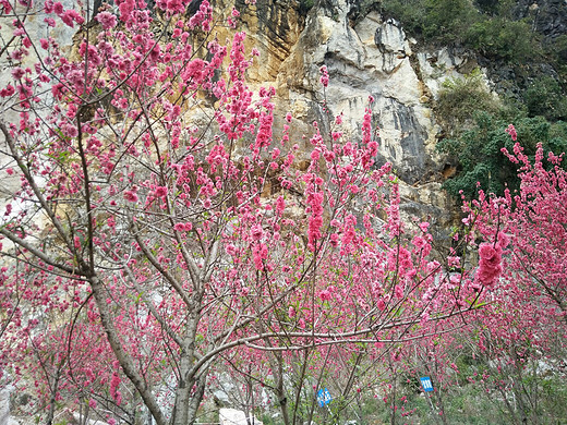 桃花的记忆