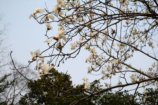春暖花开：金陵木兰解-南京