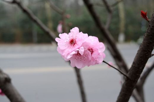 春暖花开: 金陵城满城无处不飞花之美人梅