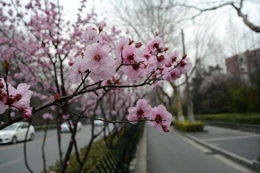 春暖花开: 金陵城满城无处不飞花之美人梅