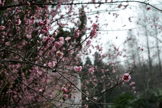 春暖花开：金陵城满城飞花之二月兰