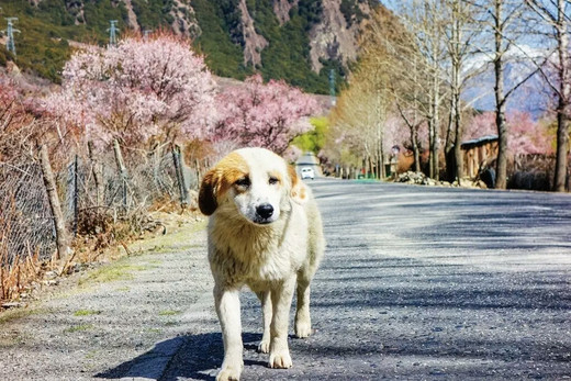 桃花节掠影