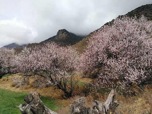 桃花节掠影