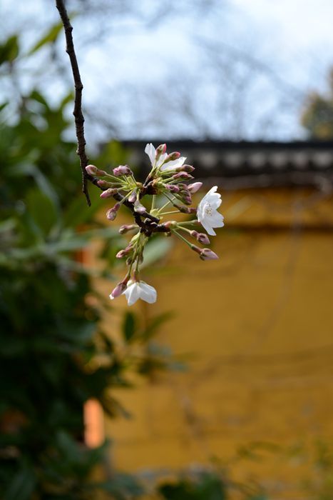 春暖花开：樱重金陵城-南京