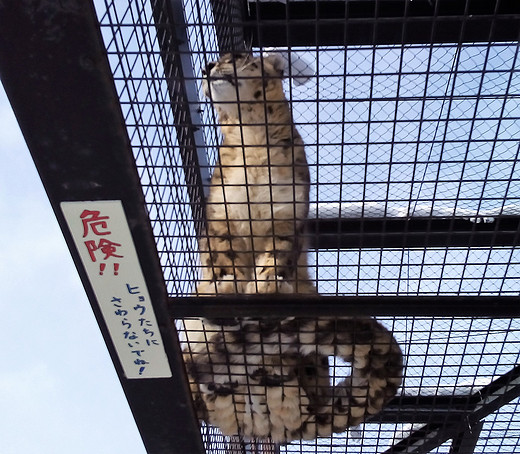 霓虹的明与暗——初次独行日本24天纪行之在旭川动物园里回到童年-东京,北海道,札幌