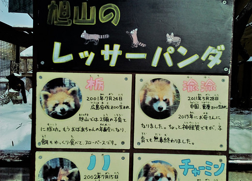 霓虹的明与暗——初次独行日本24天纪行之在旭川动物园里回到童年-东京,北海道,札幌