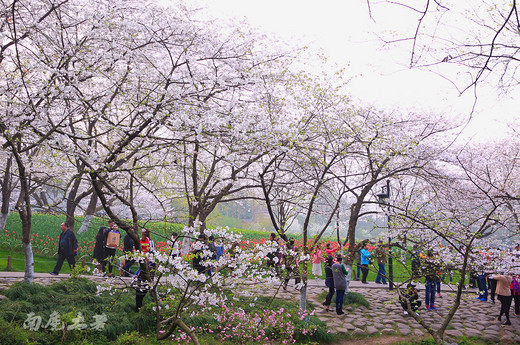 太子湾樱花和郁金香同时盛开，美煞游人-西湖,杭州