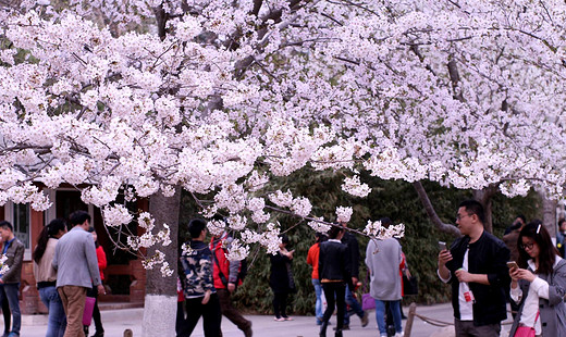 对中产阶级而言，怎样才是春游赏樱的正确姿势？-武汉大学,鼋头渚,武汉,日本,北京