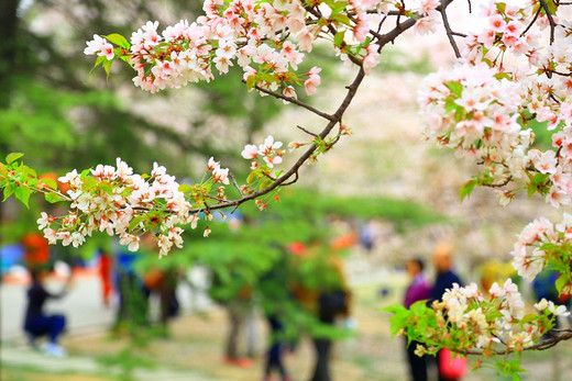 对中产阶级而言，怎样才是春游赏樱的正确姿势？-武汉大学,鼋头渚,武汉,日本,北京