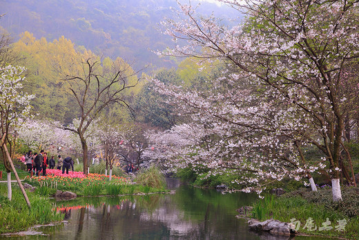 太子湾樱花和郁金香同时盛开，美煞游人-西湖,杭州
