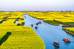中国最美的油菜花田之一，油菜花种在千百个岛上游客坐船游览