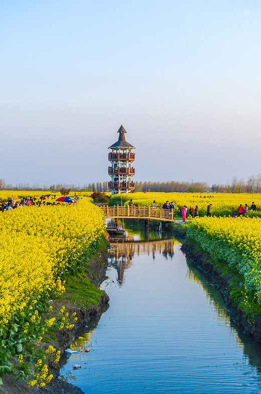 中国最美的油菜花田之一，油菜花种在千百个岛上游客坐船游览-兴化,江苏