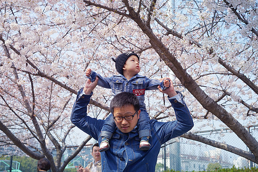 萌宝的花见会：不必远赴日本，同济大学的樱花也美翻天-上海