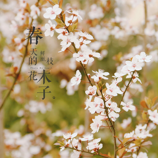 五彩西南，赏花赏景赏春色-阿坝,重庆