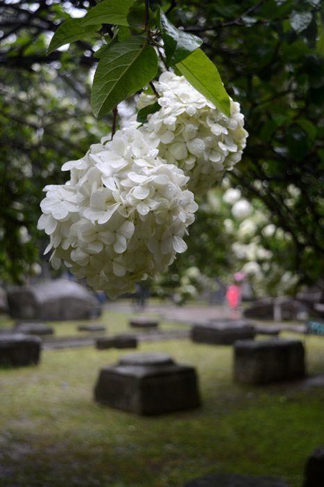 春暖花开：花开金陵之午朝门公园木绣球开