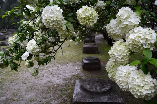 春暖花开：花开金陵之午朝门公园木绣球开