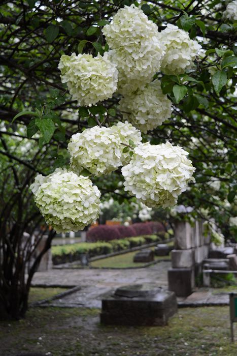 春暖花开：花开金陵之午朝门公园木绣球开