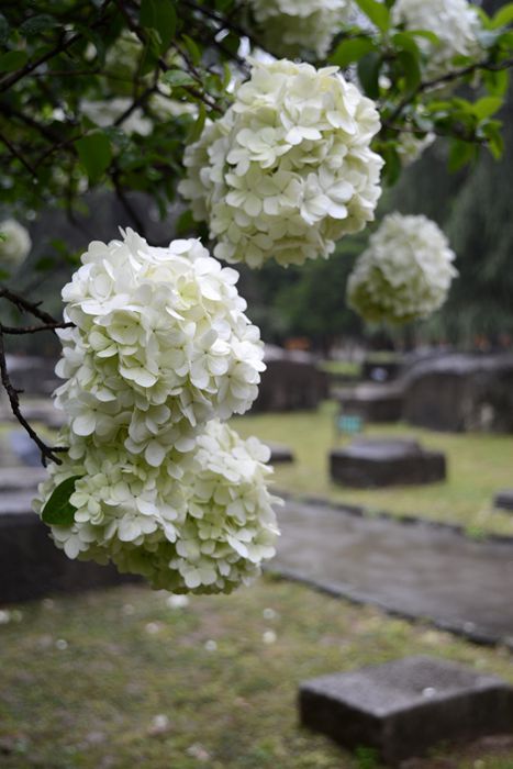 春暖花开：花开金陵之午朝门公园木绣球开