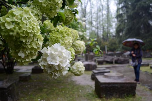 春暖花开：花开金陵之午朝门公园木绣球开